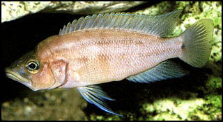 Neolamprologus prochilus